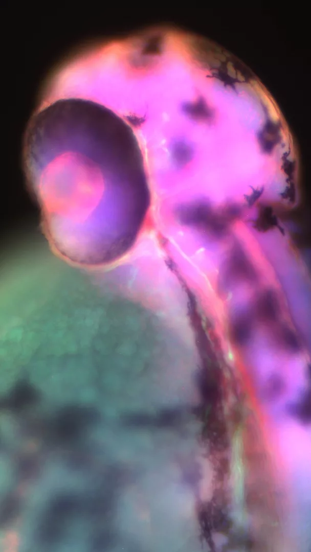 La scintilla della Vita