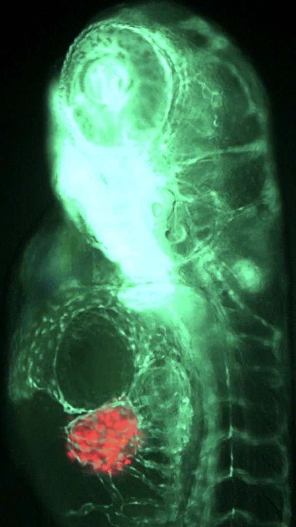The vascular embrace