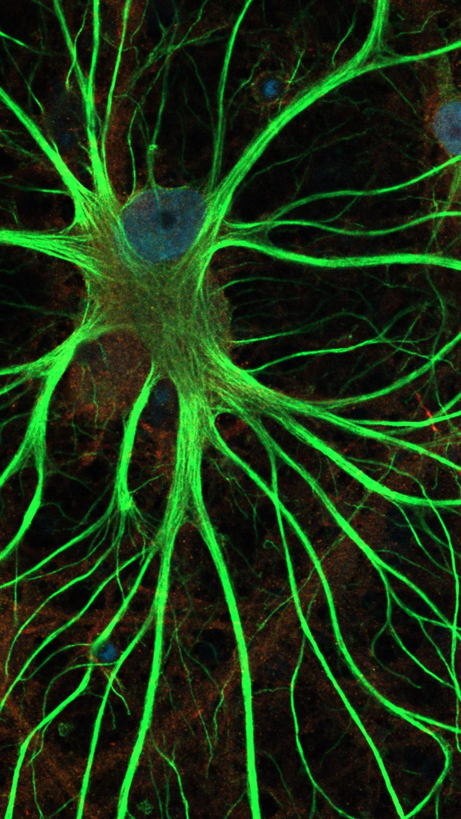 Il cervello che respira